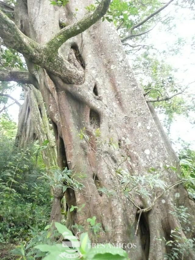 Huge mature tree